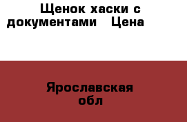 Щенок хаски с документами › Цена ­ 6 000 - Ярославская обл., Ярославль г. Животные и растения » Собаки   